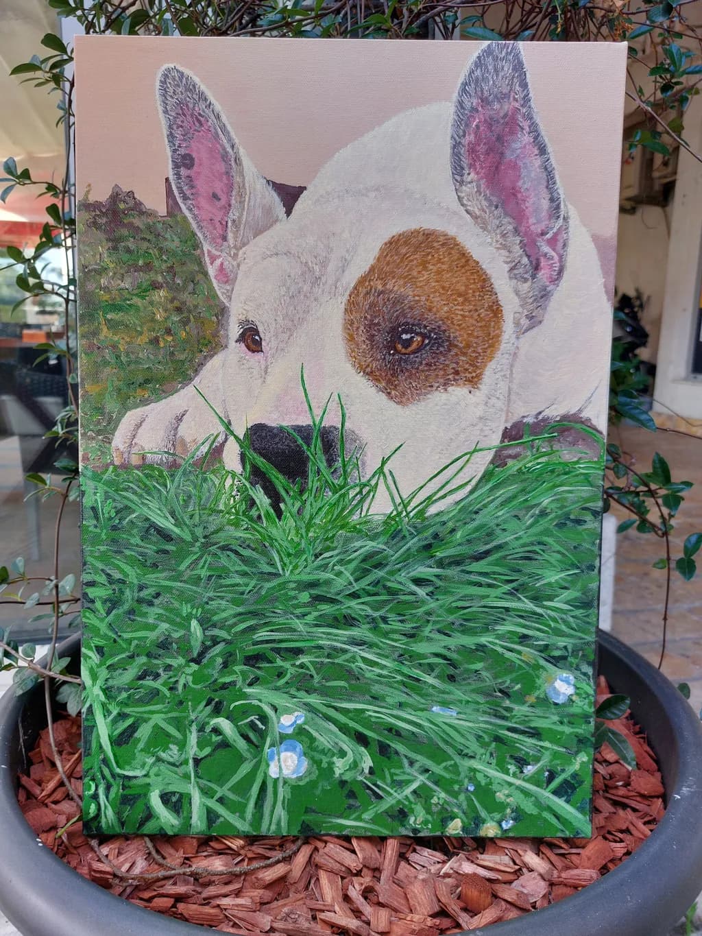 Dog in Grass
