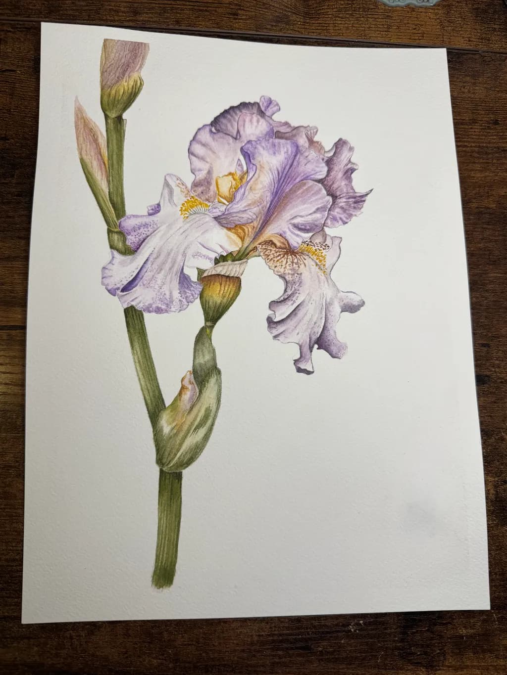 Delicate Iris Bloom