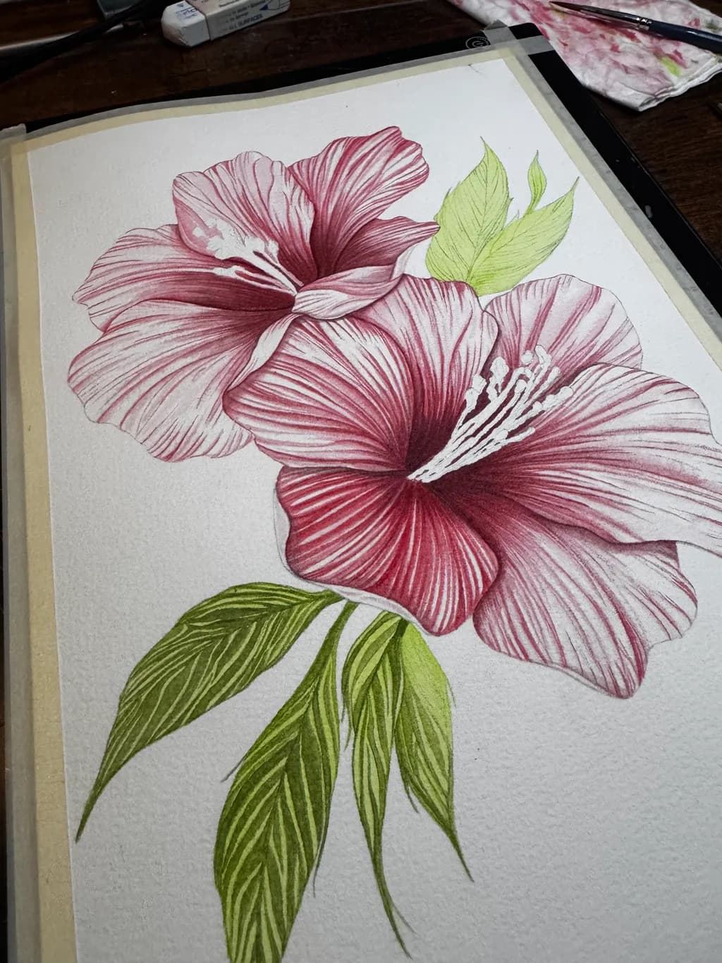 Hibiscus Bloom