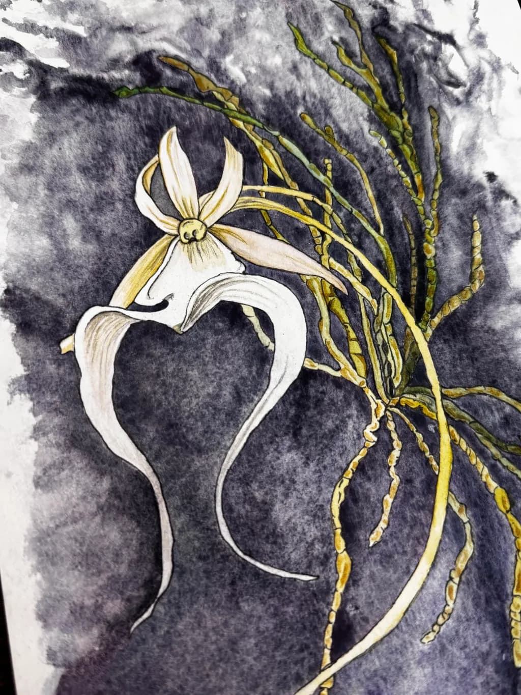 Orchid and Vines