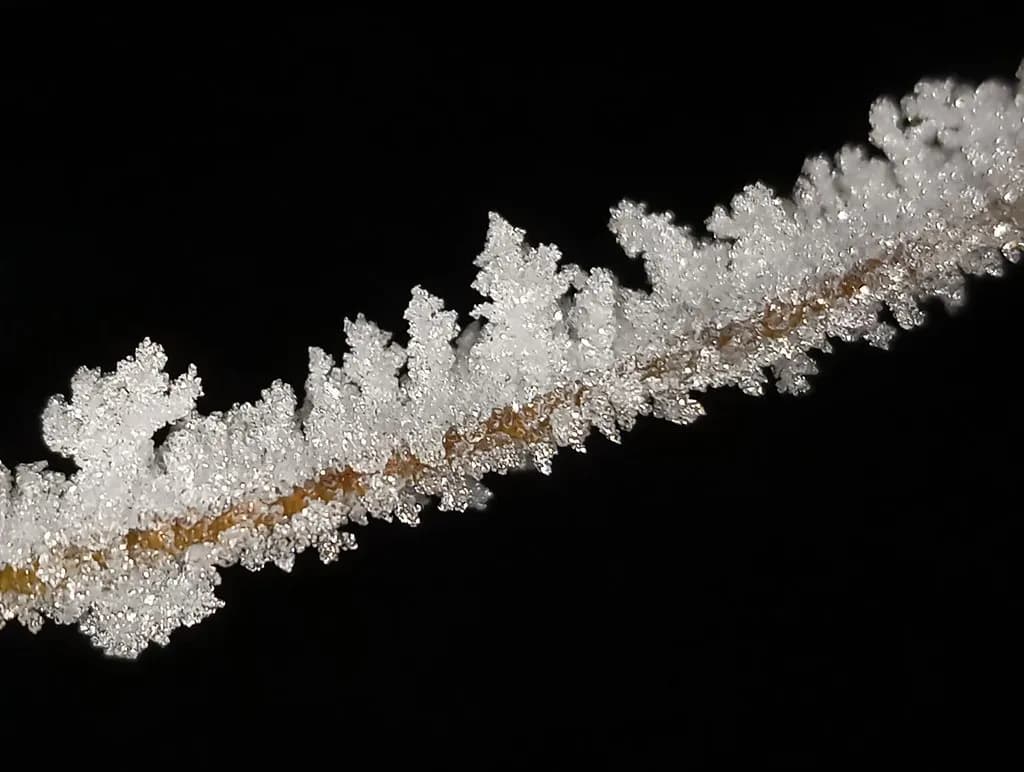Frosted Branch Detail