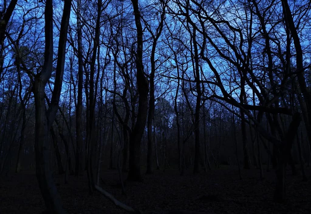 Dusk Forest Silhouettes