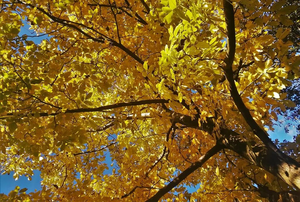 Yellow Tree Canopy