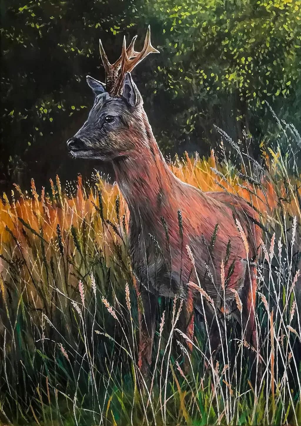 Deer in Tall Grass