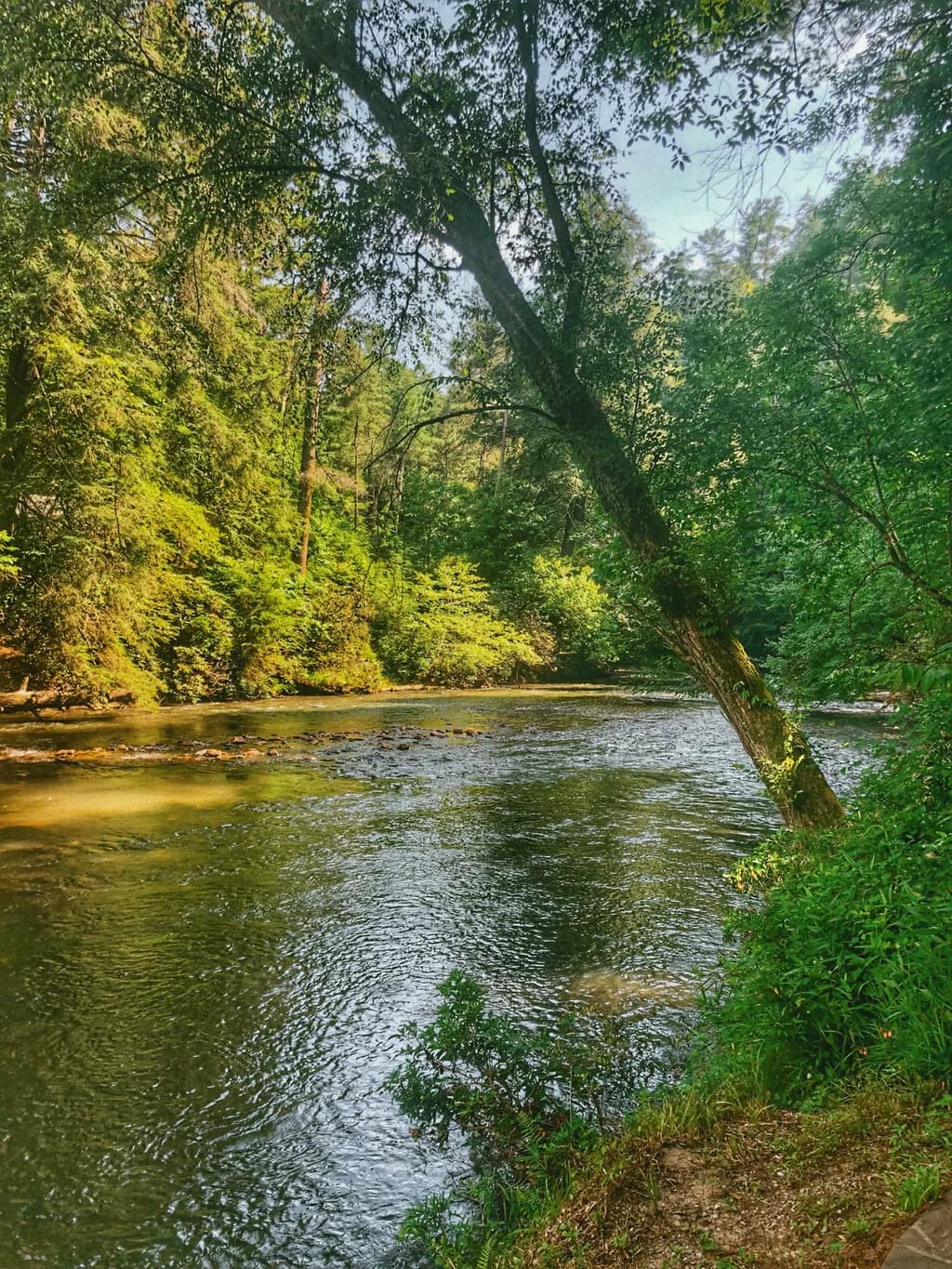 Forest River Bend