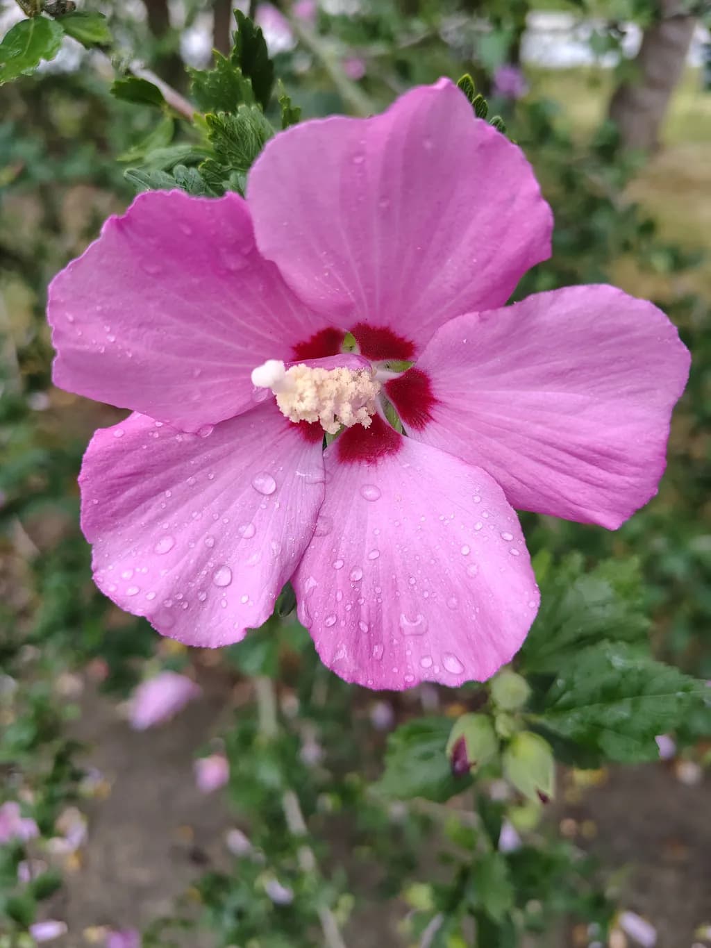 Pink Hibiscus Bloom
