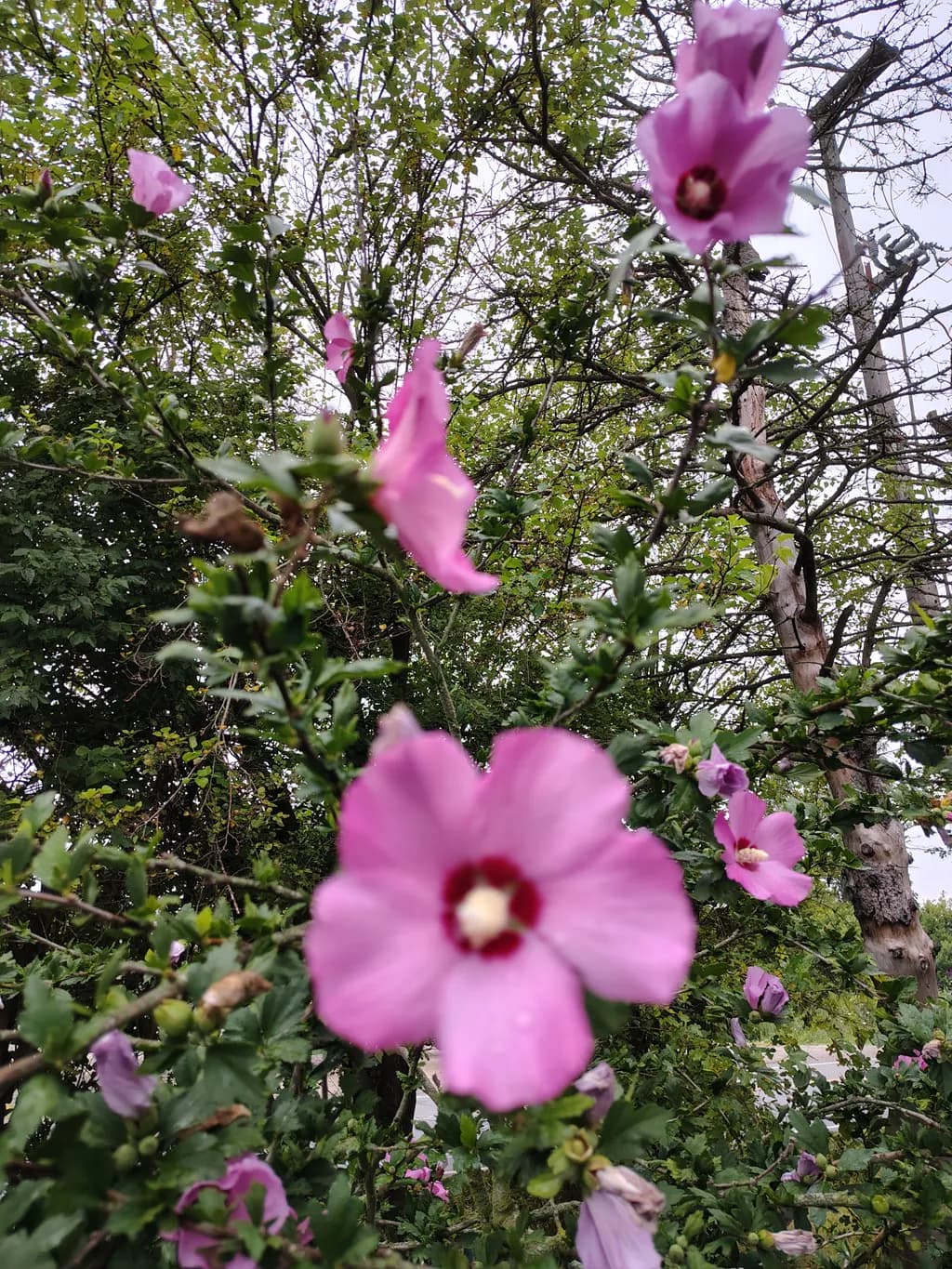 Pink Flowers in Greenery