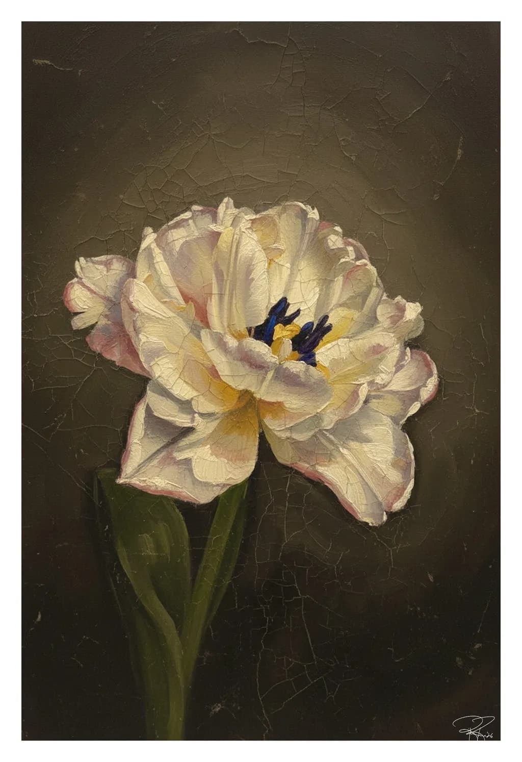 White Tulip Bloom