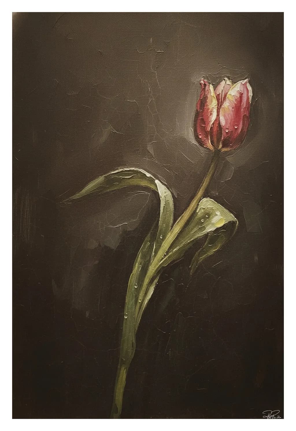 Tulip in Shadow