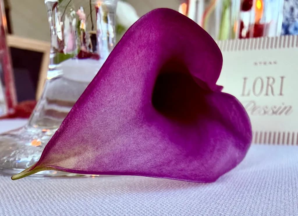 Purple Calla Lily