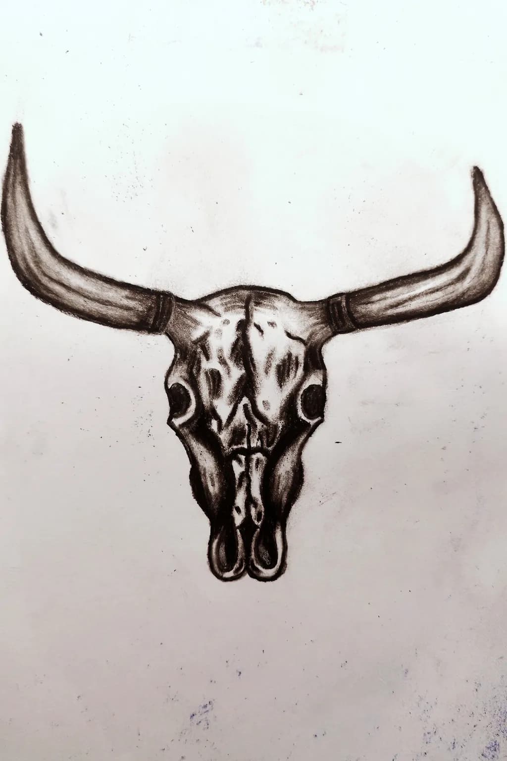 Bull Skull Drawing