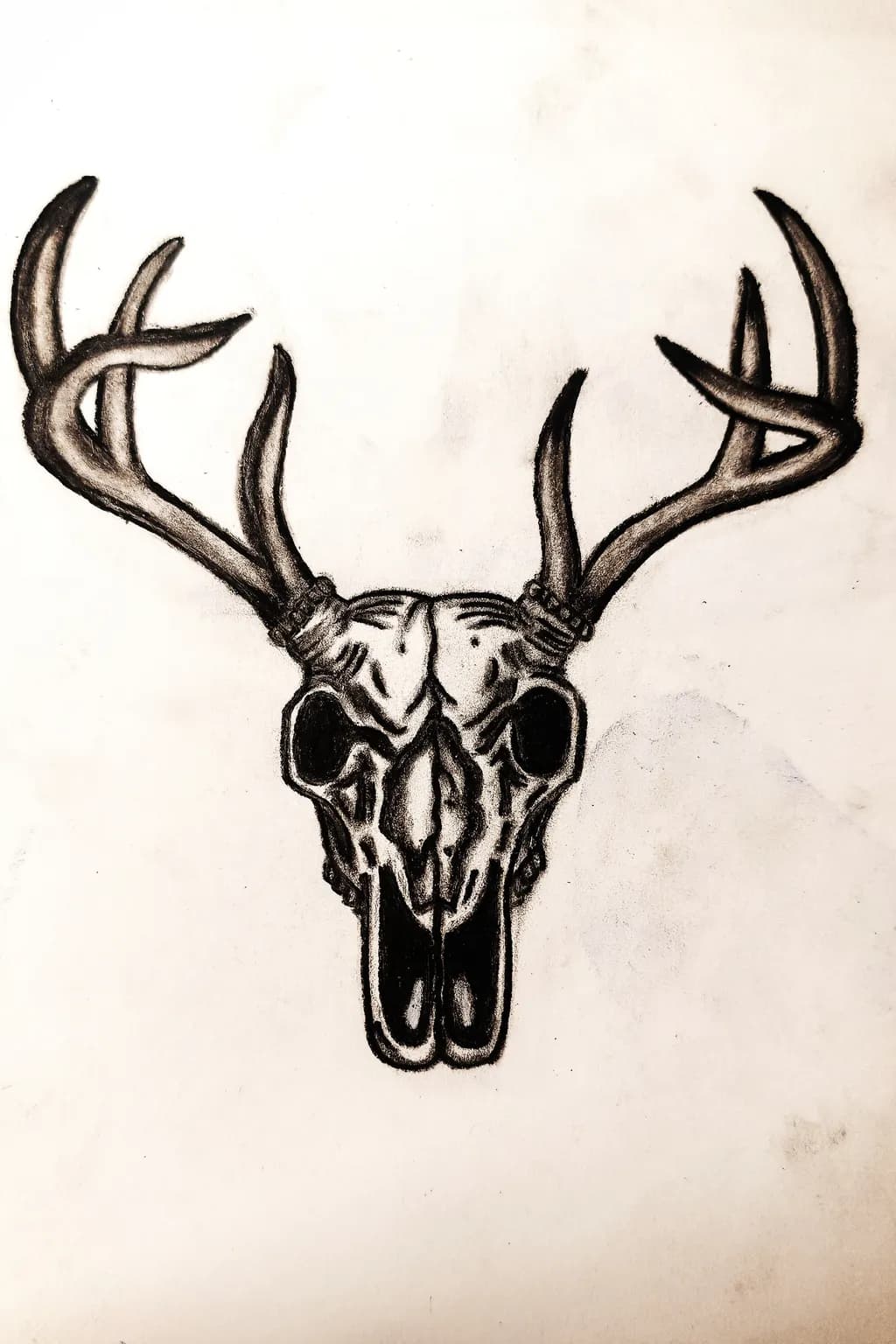 Deer Skull Antlers