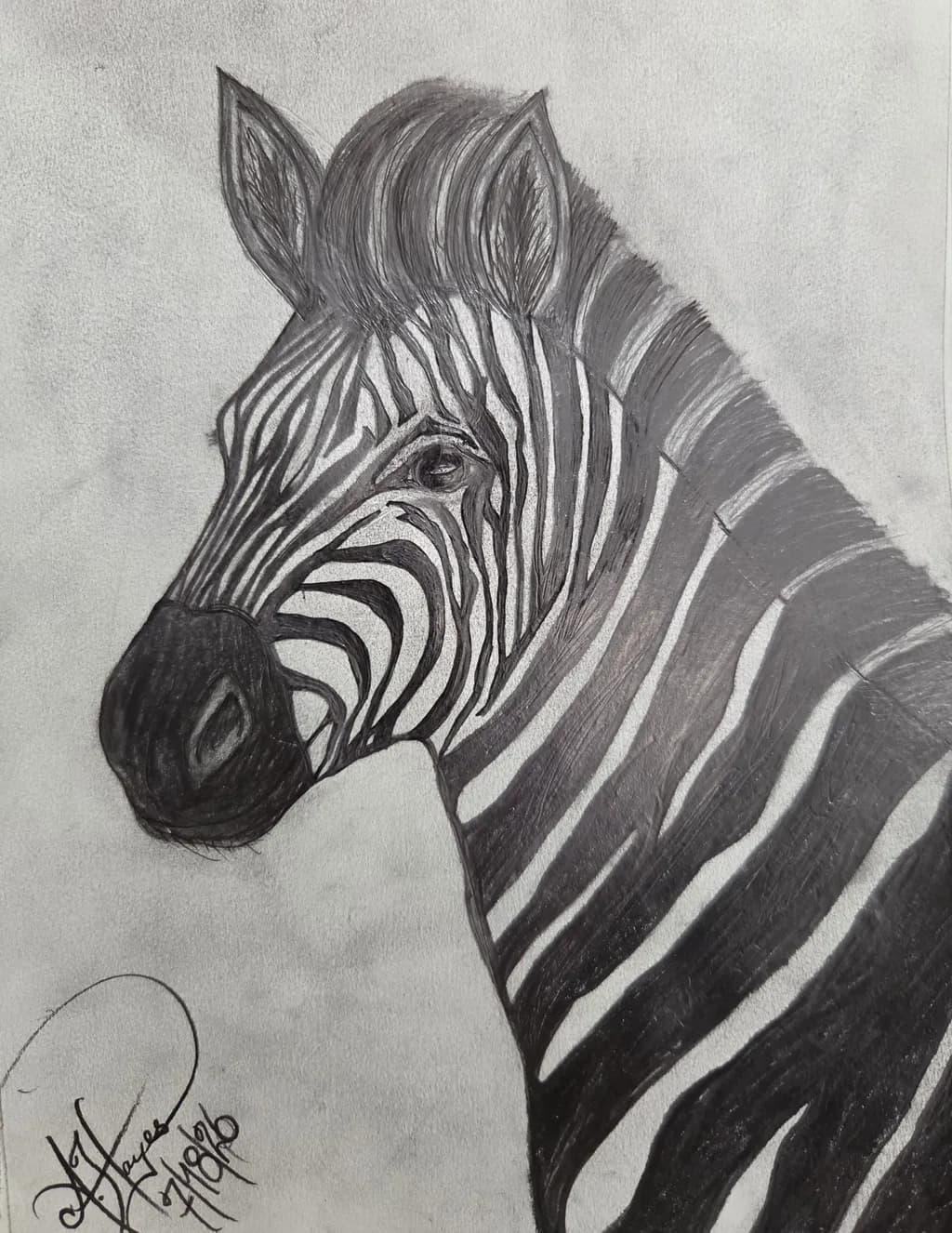 Zebra Portrait Sketch