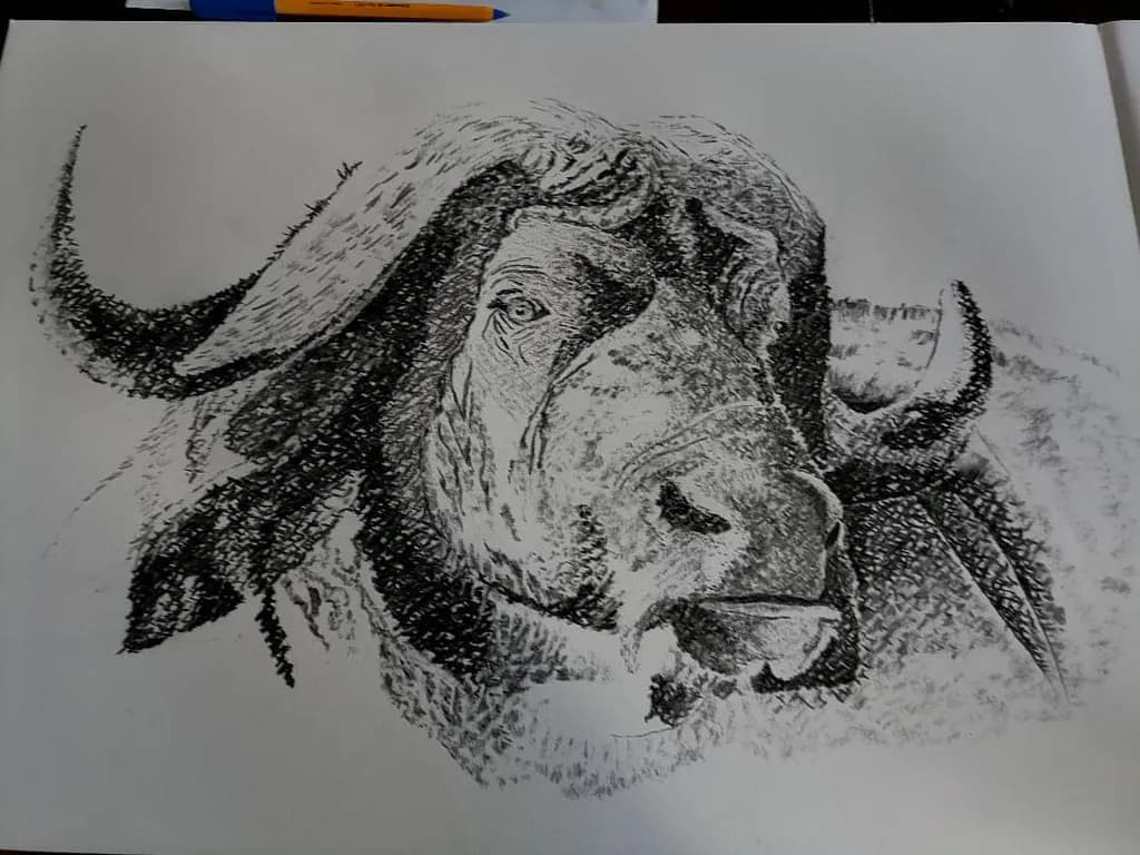 Buffalo Charcoal Sketch