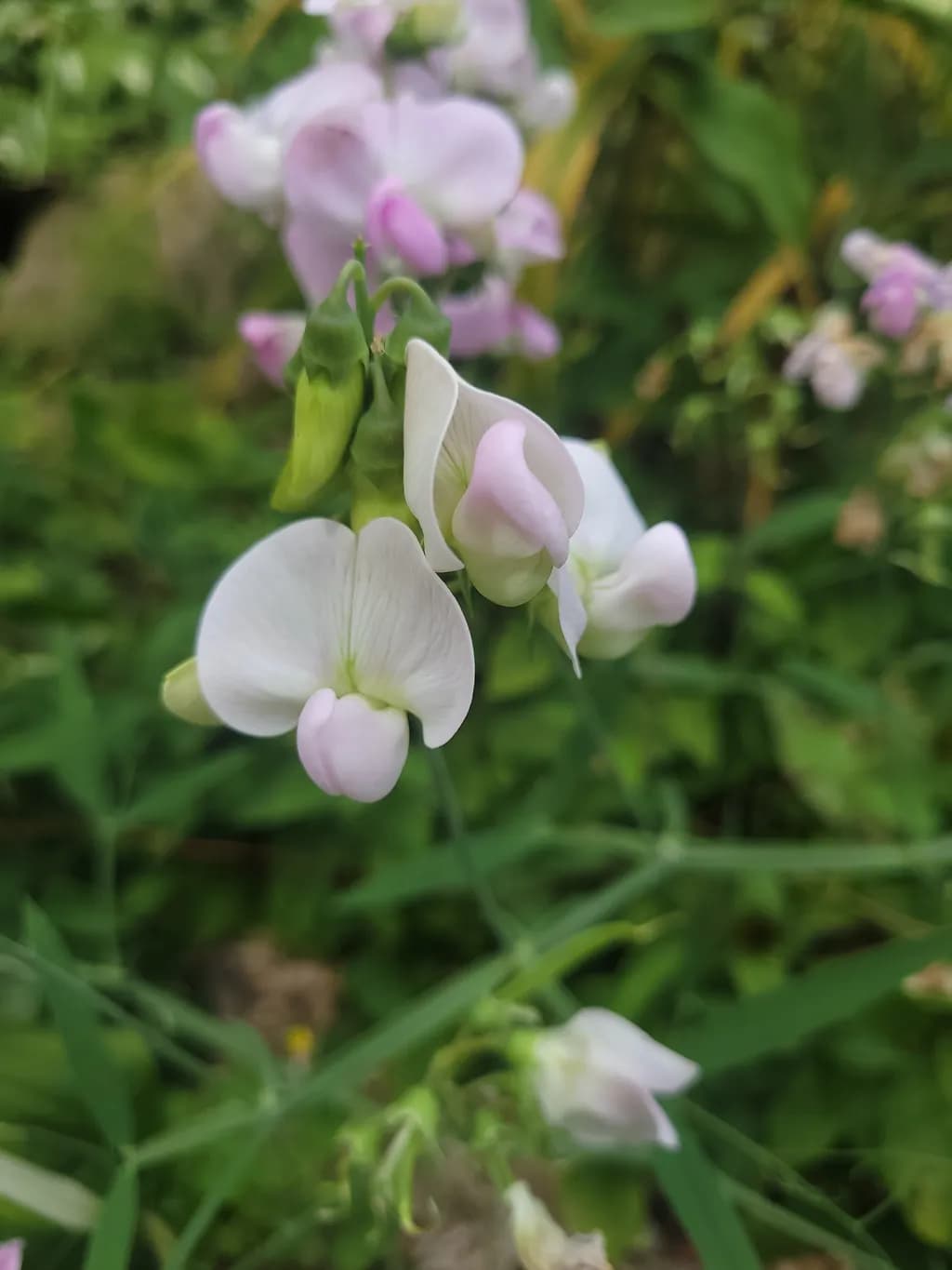 Sweet Pea Bloom