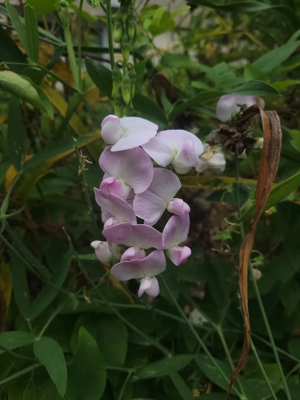 Sweet Pea Bloom