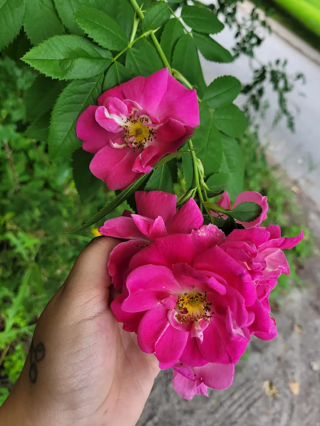 Pink Rose Cluster