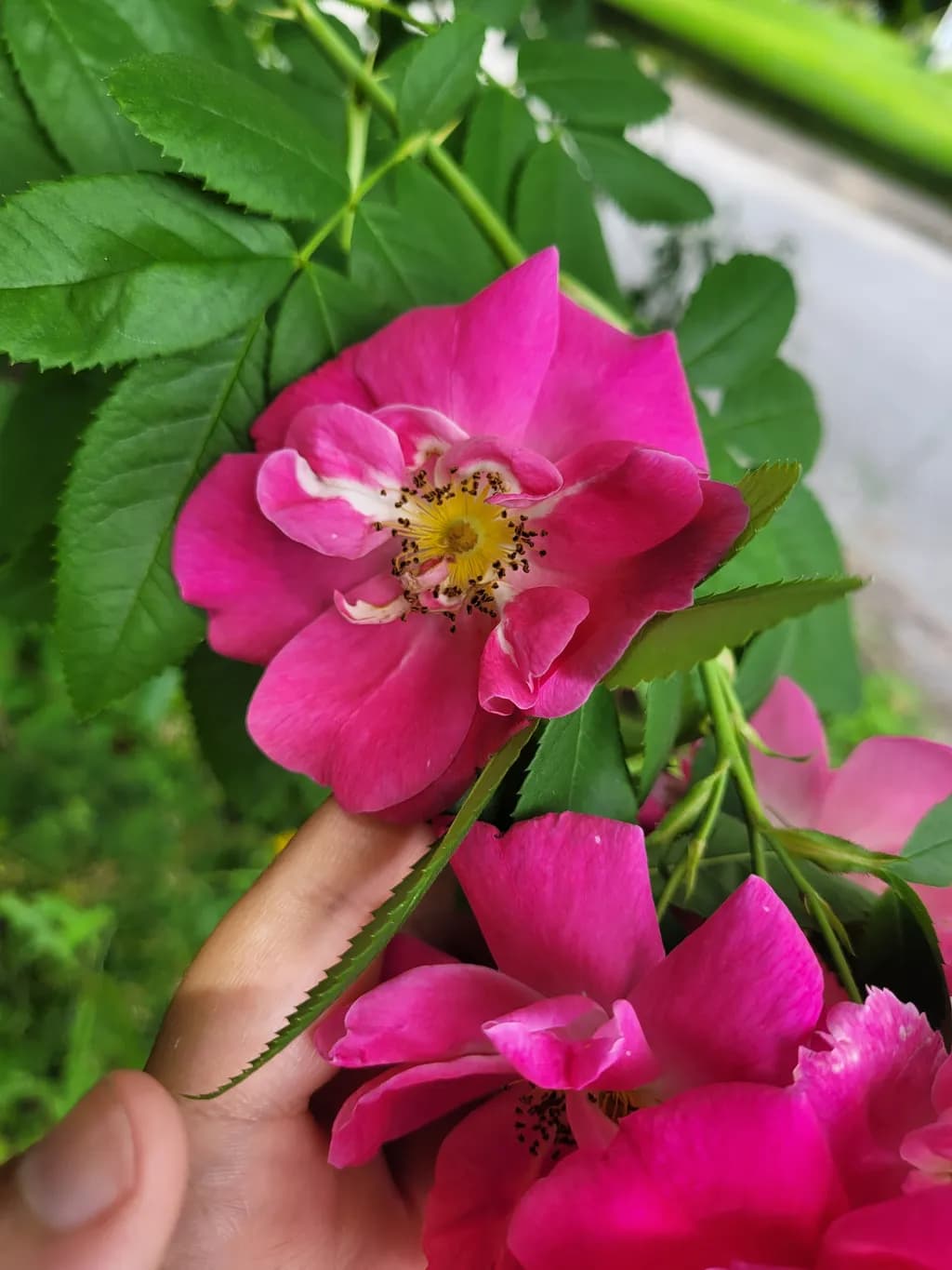 Pink Rose Bloom