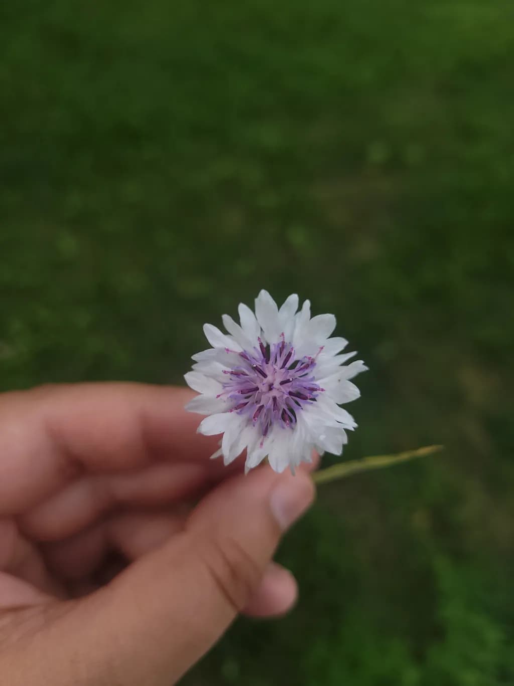 Handheld Wildflower