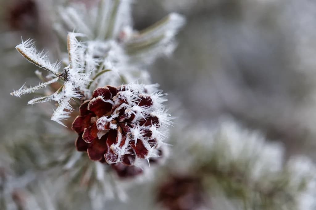 Frosted Pinecone