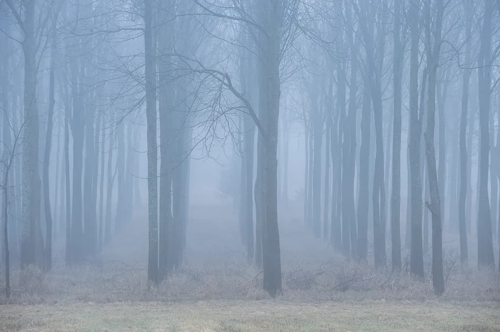 Foggy Tree Forest