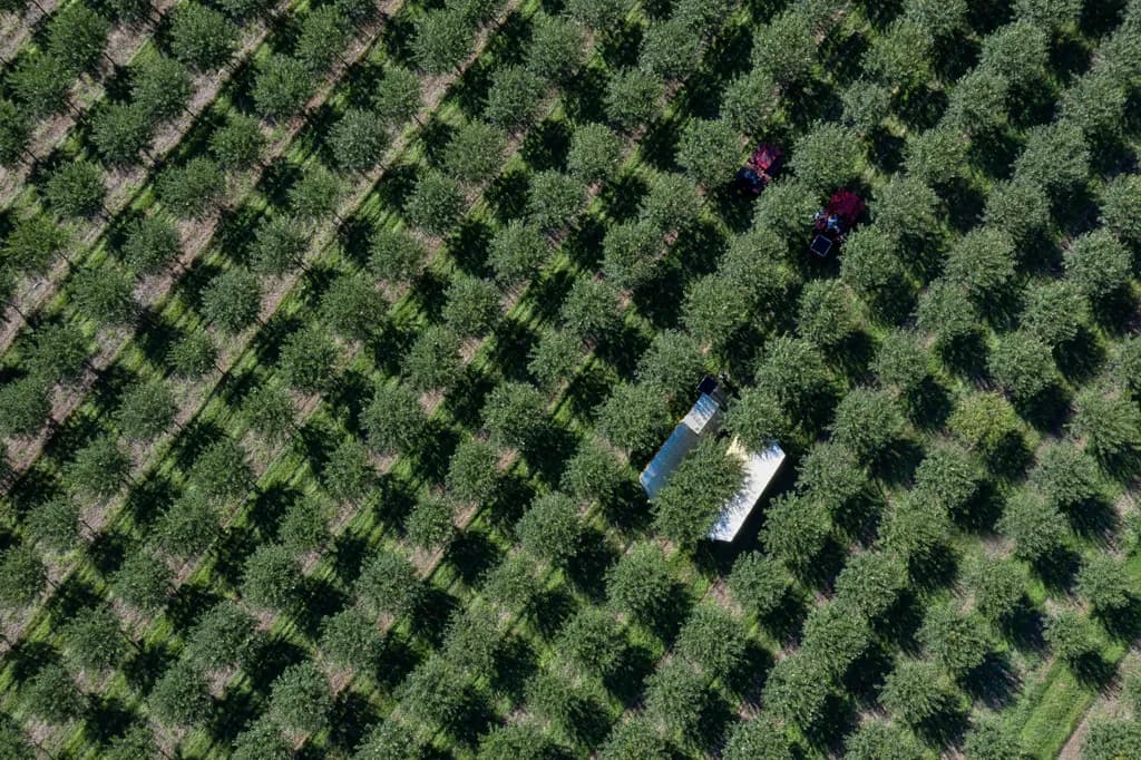 Orchard Harvest