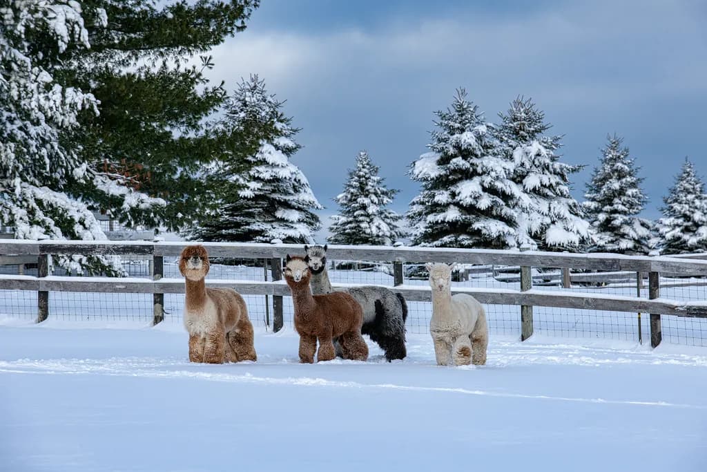Winter Alpacas