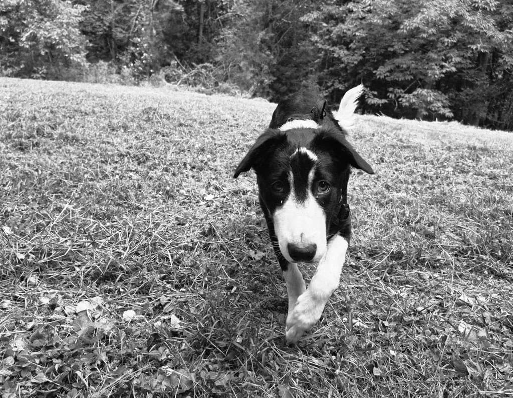Curious Puppy on Grass
