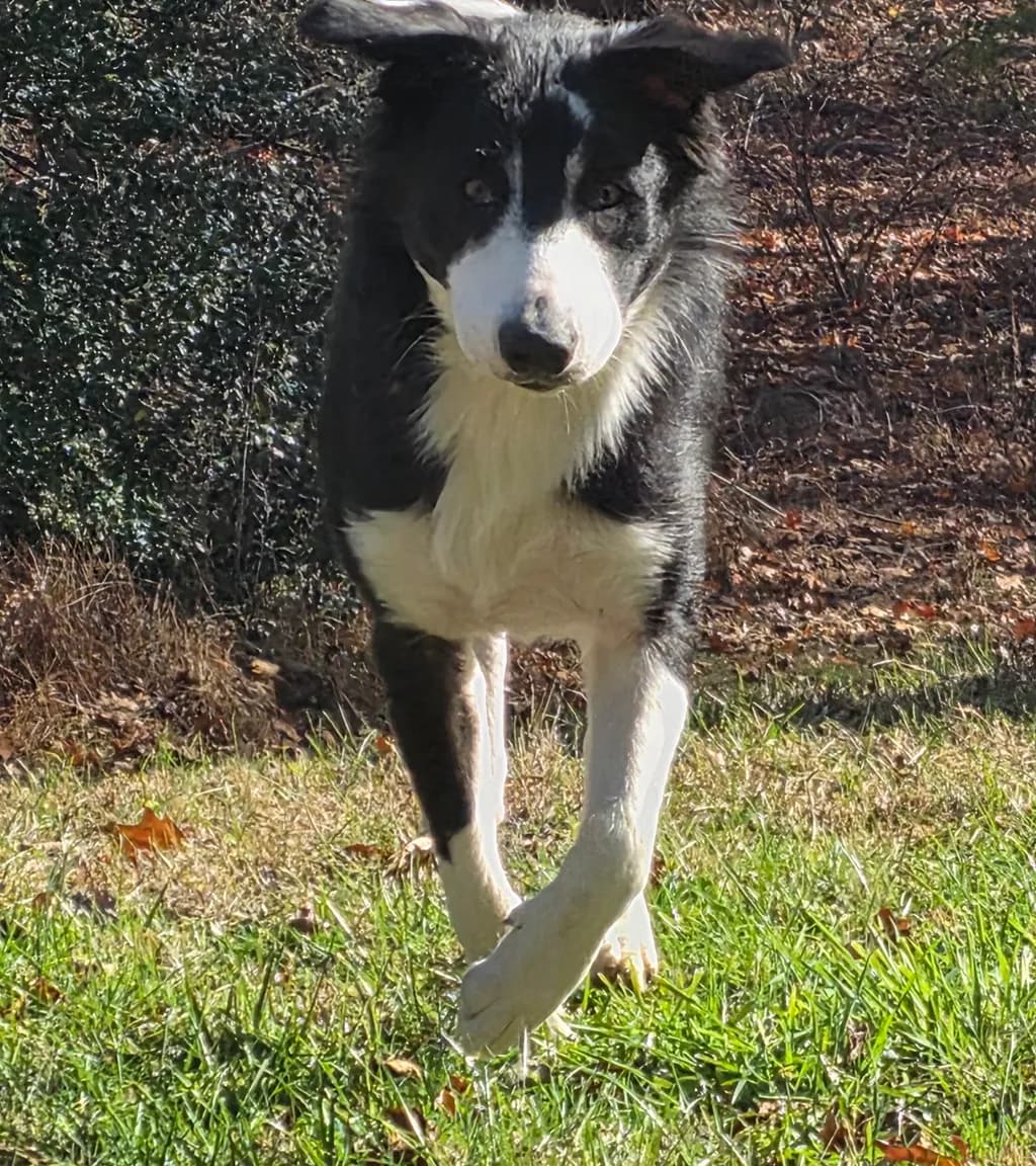 Running Border Collie