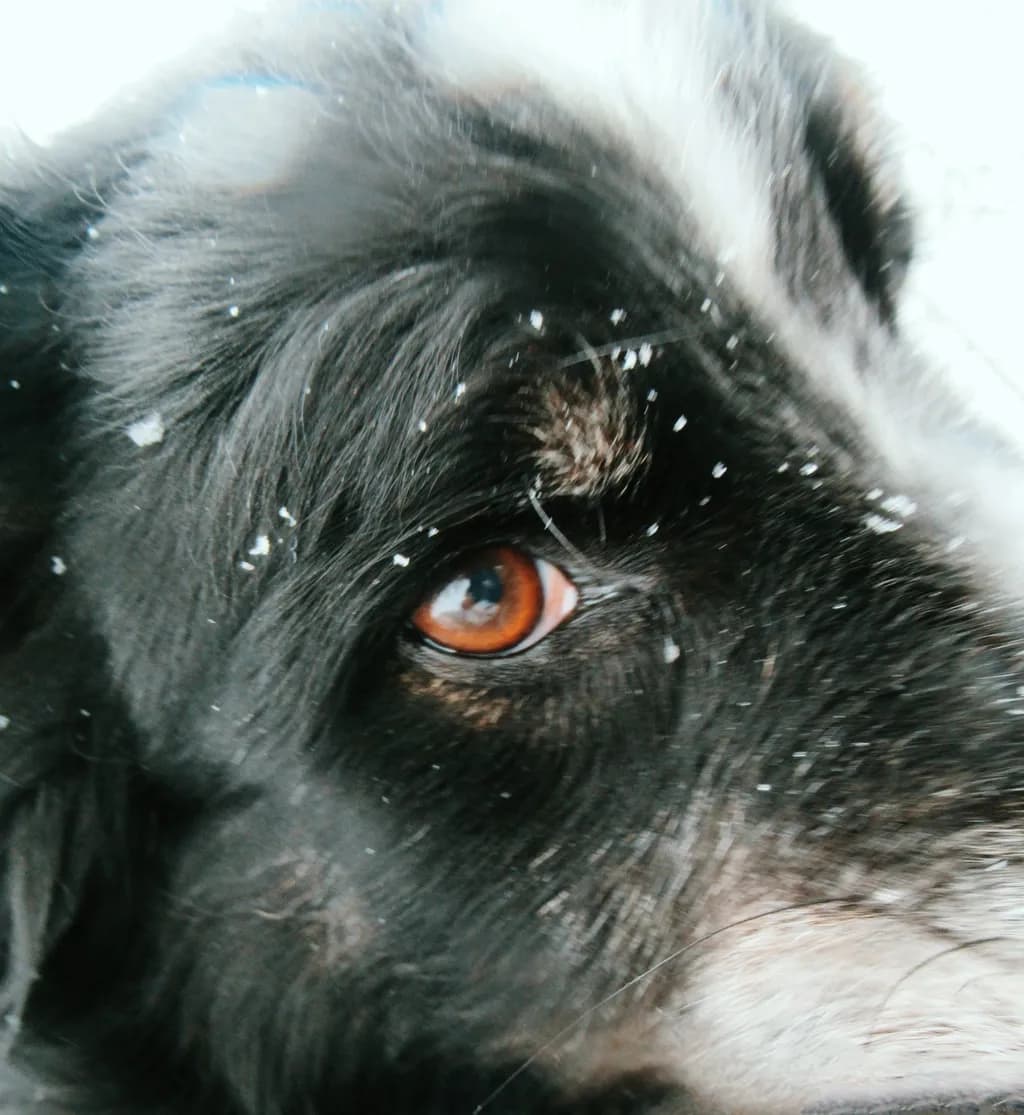 Winter Dog Gaze