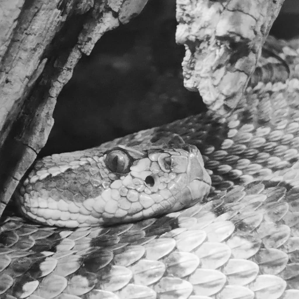 Silent Snake Camouflage