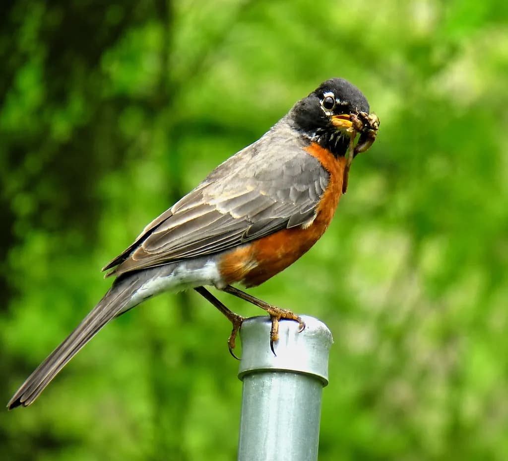 Perched Bird with Insect