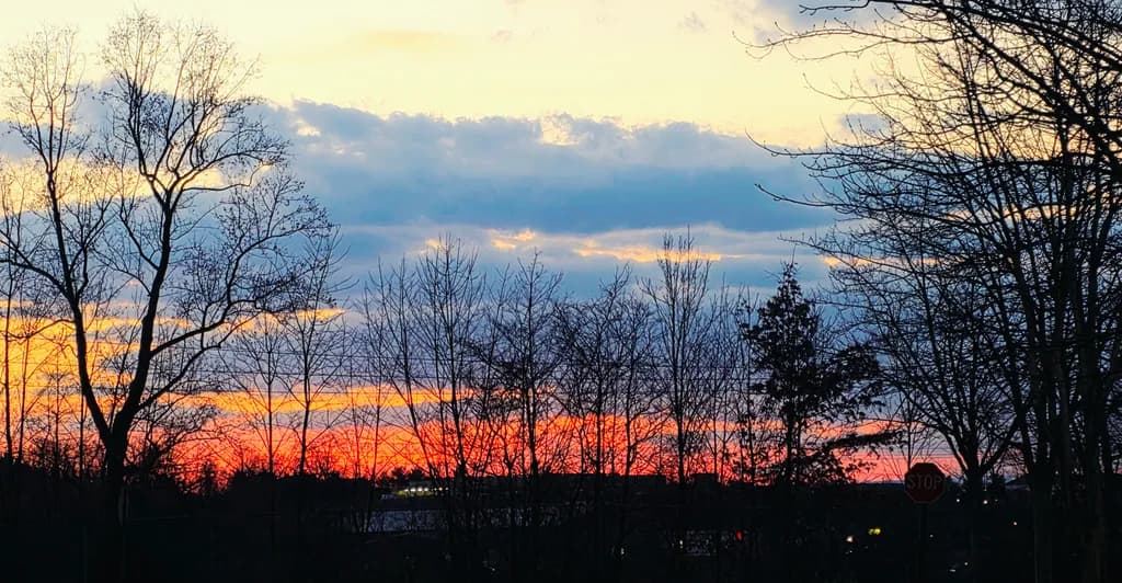 Sunset Tree Silhouettes