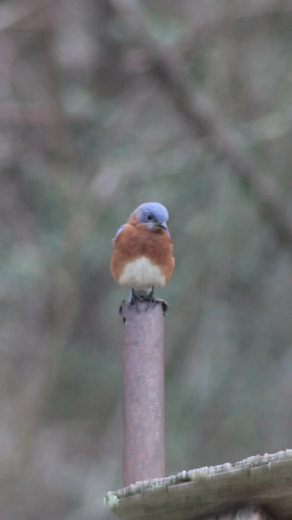 Bluebird Perch