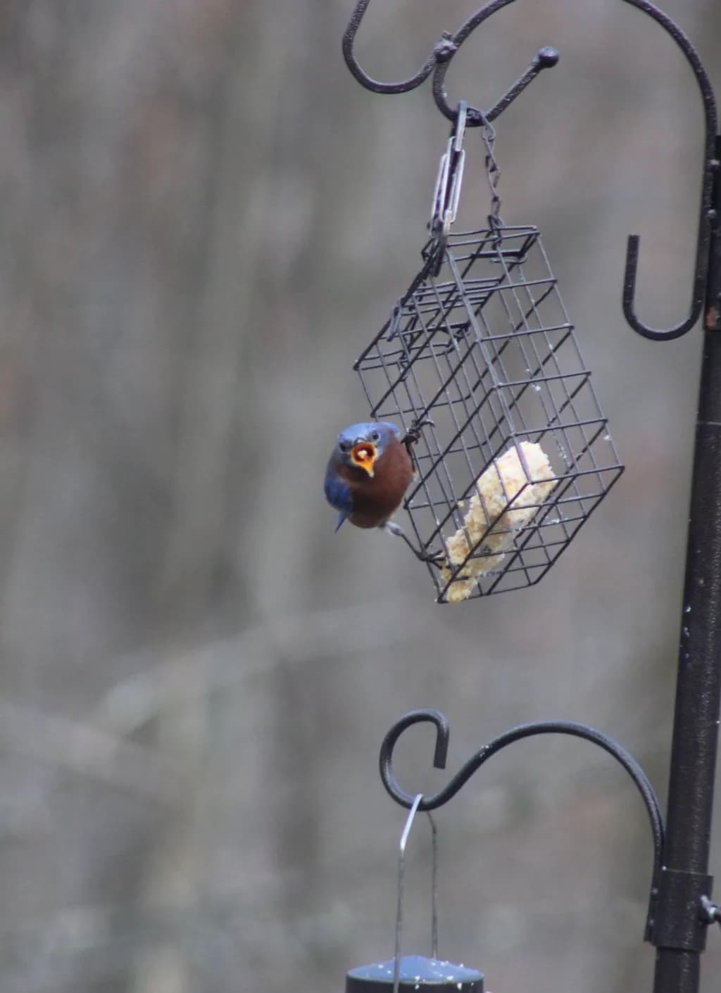 Bluebird on Feeder