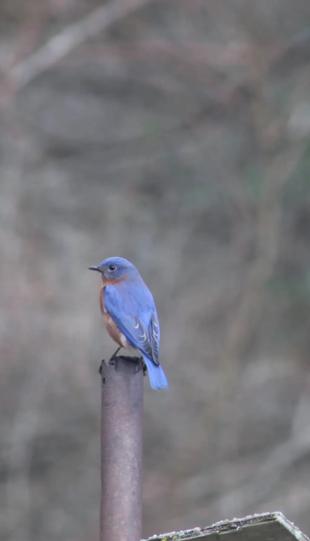 Perched Bluebird
