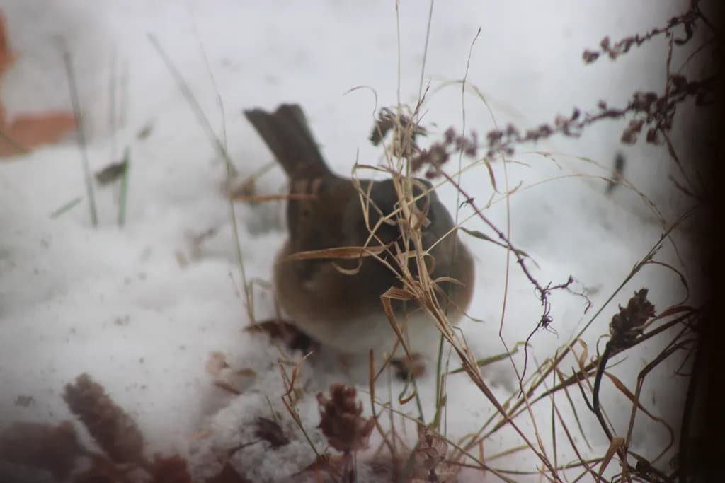 Winter Bird Camouflage
