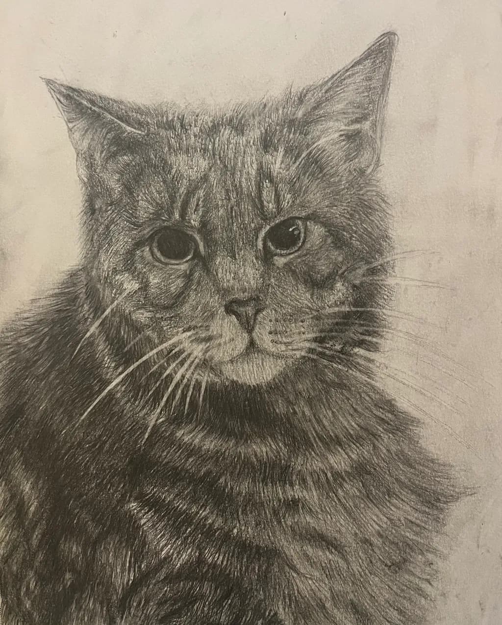 Tabby Cat Portrait