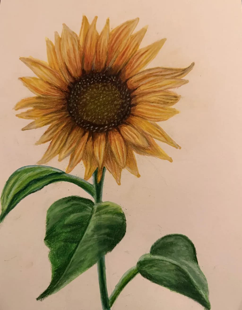 Sunflower Study