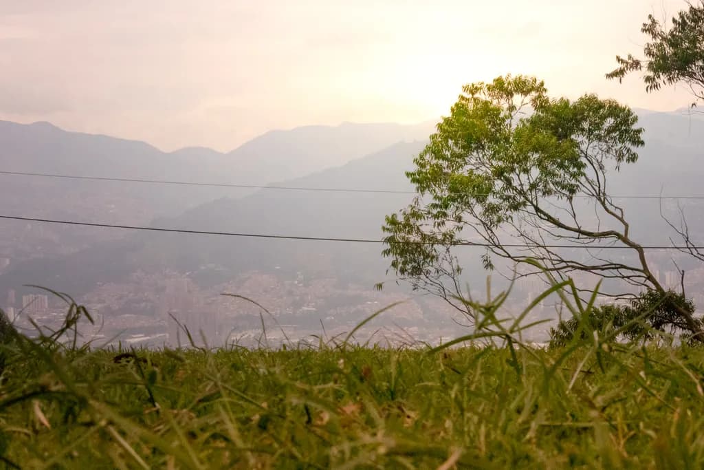 Green Grass and Tree