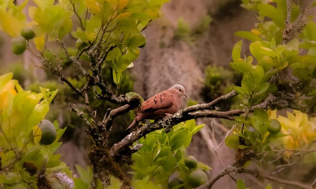 Perched Bird in Greenery