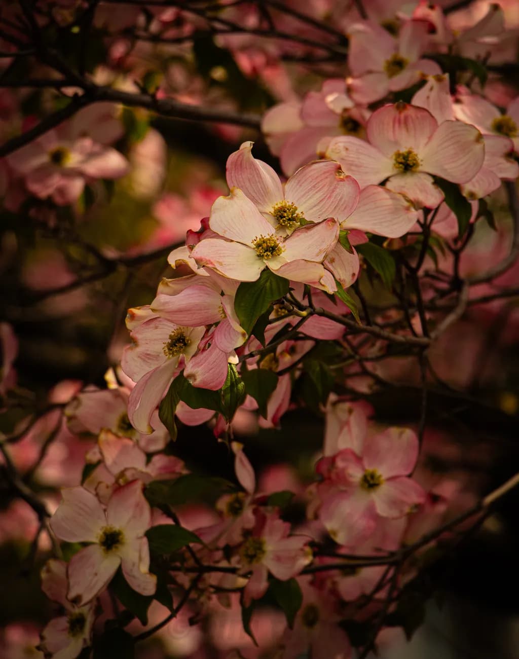 Dogwood Blossoms