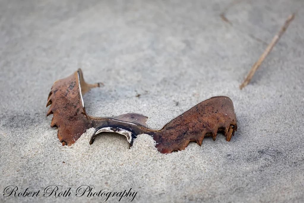 Rusted Crab Claw in Sand