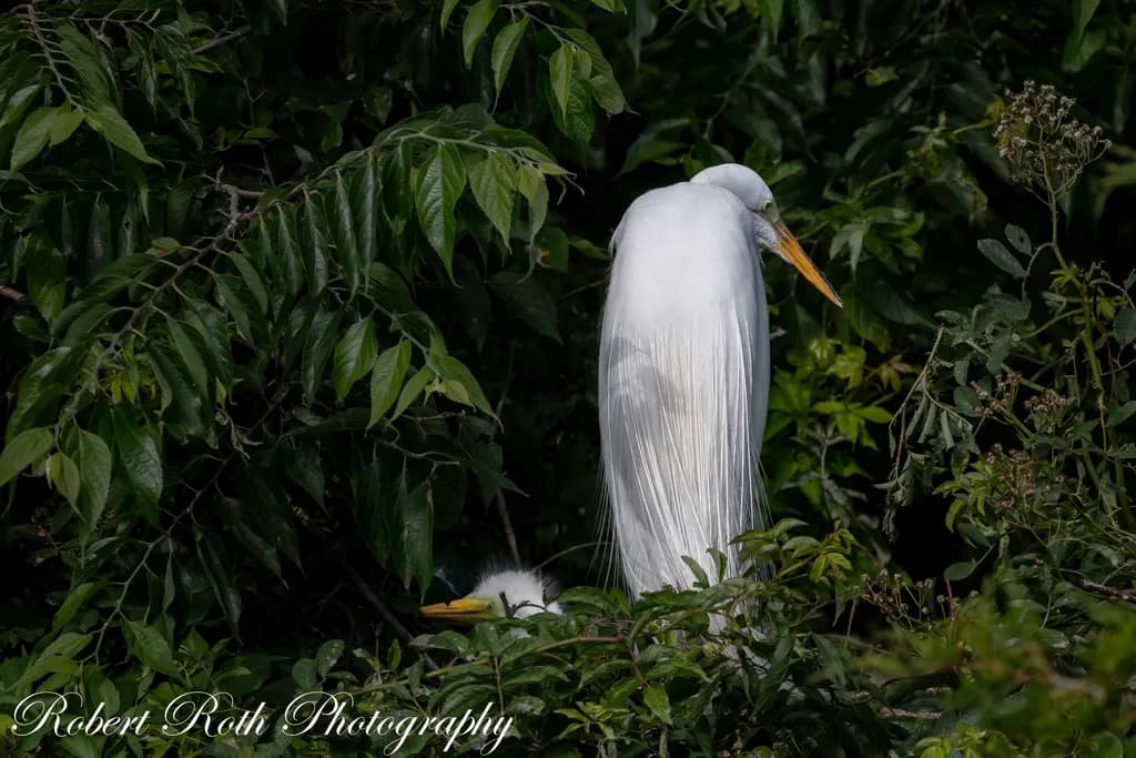 Great Egret in Foliage