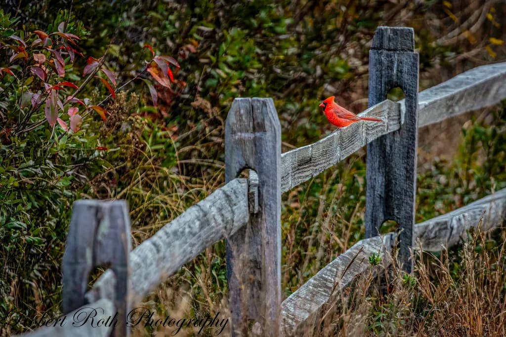 Cardinal on Wooden Fence