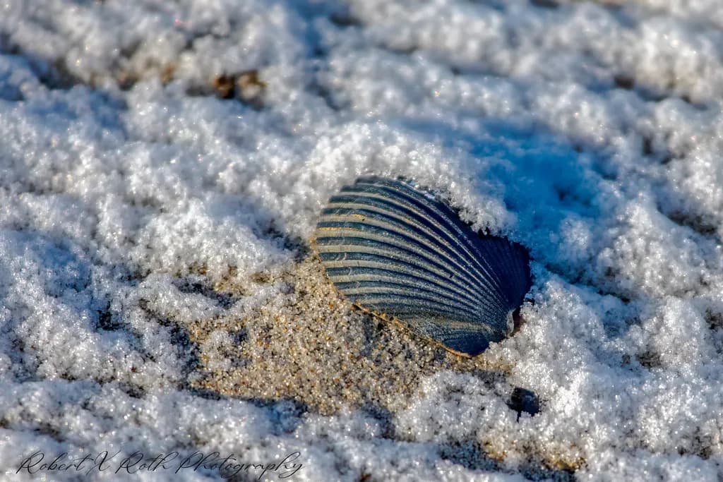 Snow-Covered Shell in Sand