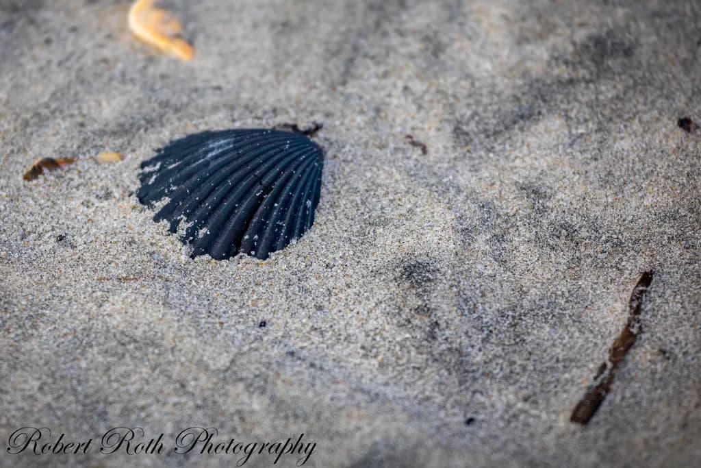 Beach Shell Close-Up