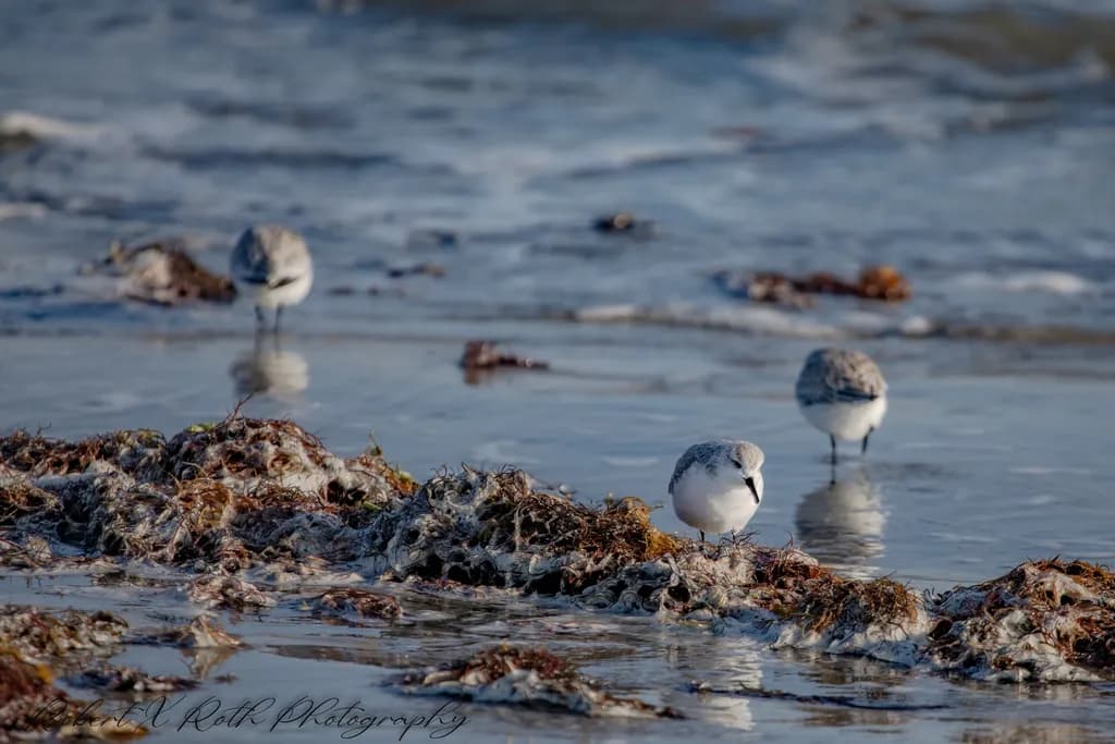 Shorebirds at Coastline
