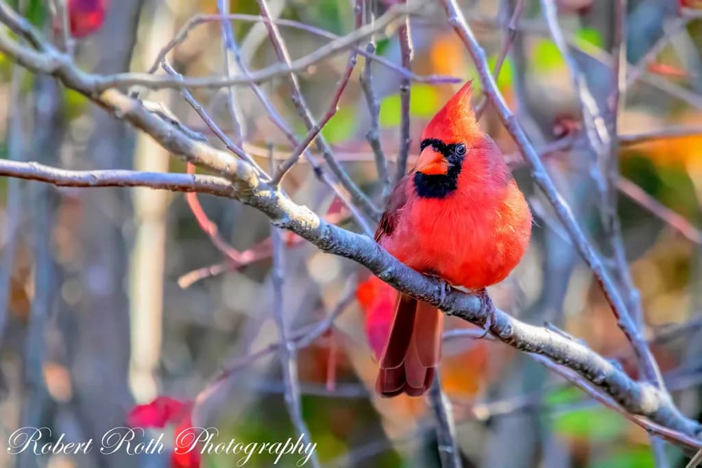 Cardinal on Branch