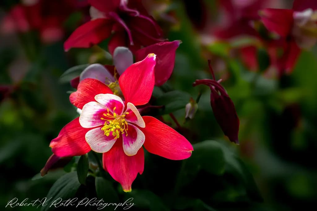 Red Bloom Closeup